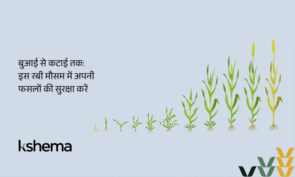 रबी मौसम: बुआई–कटाई का समय, प्रमुख जोखिम और फसल सुरक्षा (2026 किसान गाइड)