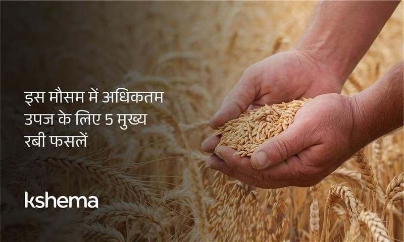 रबी फसलें  2026 – 5 प्रमुख रबी फसलों की पूरी जानकारी