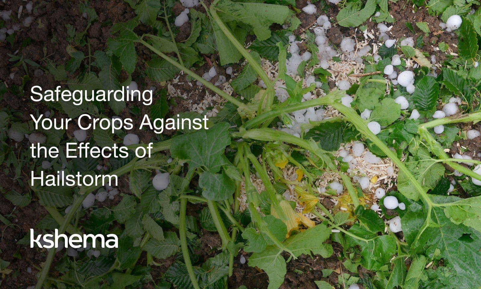 Effects of Hailstorm on Crops: Risks, Impact & Protection Guide