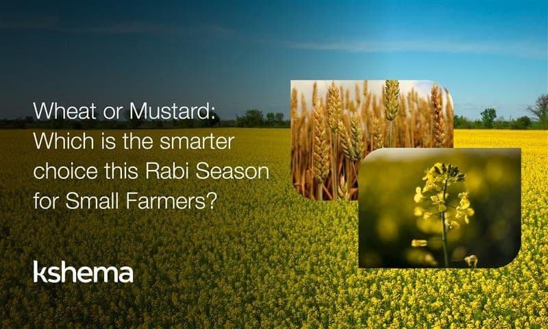 Mustard Is Rabi or Kharif Crop? Complete Rabi Season Guide for Small Farmers